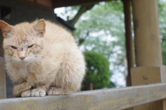 野良にゃんこ