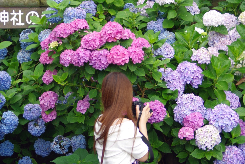 Jasmineと紫陽花2