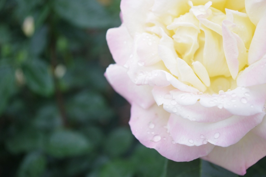 春雨の薔薇