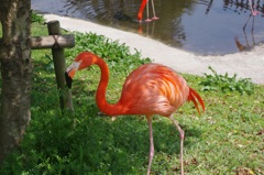 flamingo