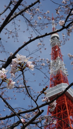 桜と東京タワー