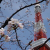 桜と東京タワー