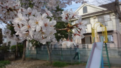 桜2