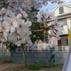 桜2