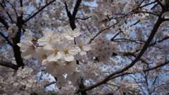 桜1