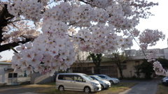 桜3