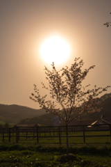 春の牧場と夕焼け