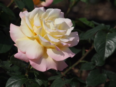 薔薇 2016.05.05