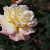 薔薇 2016.05.05