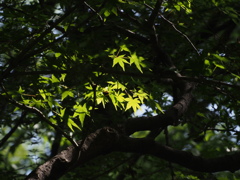 夏近し！