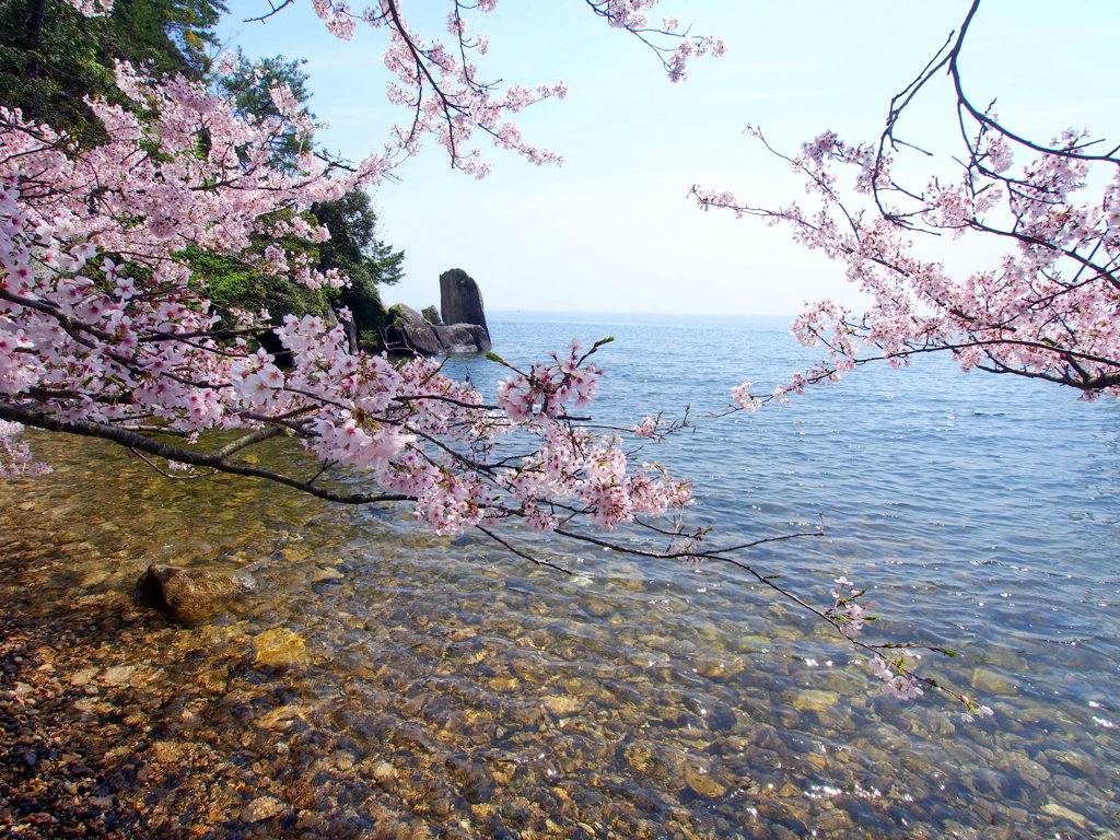 海津大崎にて