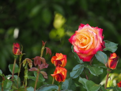 薔薇 2016.05.05