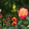 薔薇 2016.05.05
