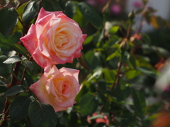 薔薇 2016.05.05
