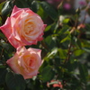 薔薇 2016.05.05
