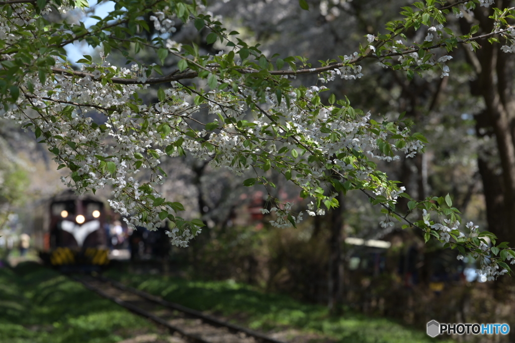 春風のストーブ列車