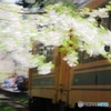 Flower tunnel