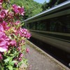 秘境駅のツツジ　その２