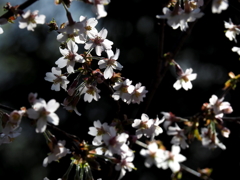 こちらの桜は山桜