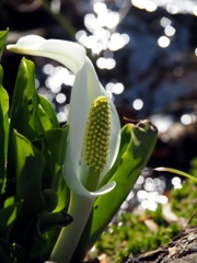 水芭蕉キラキラ
