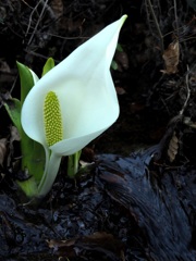 水芭蕉しっとり