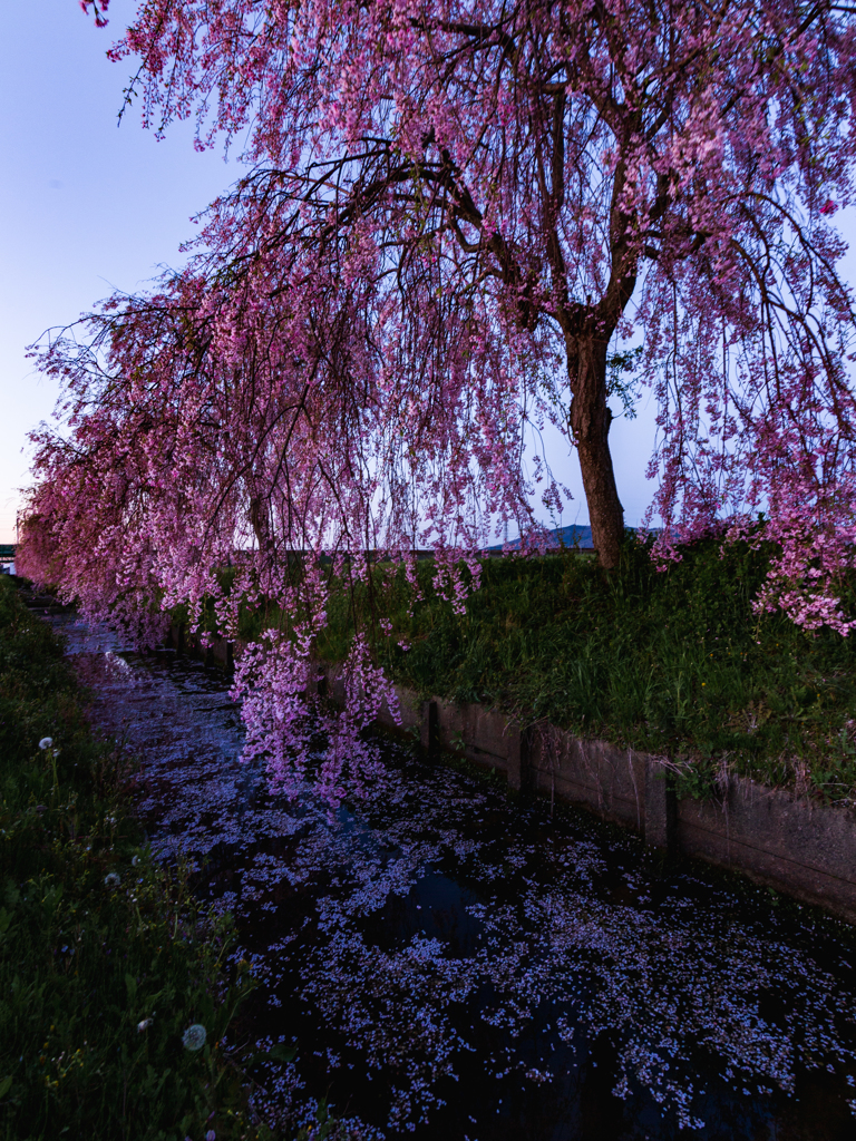 Sakura-Street