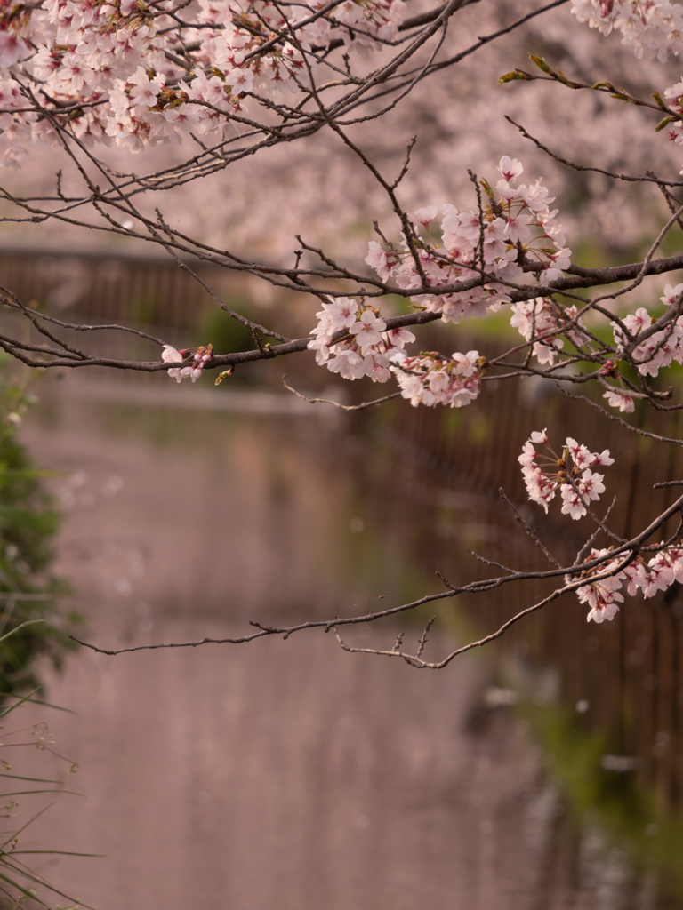 桜色に染まる世界
