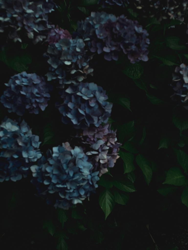 憂いの紫陽花