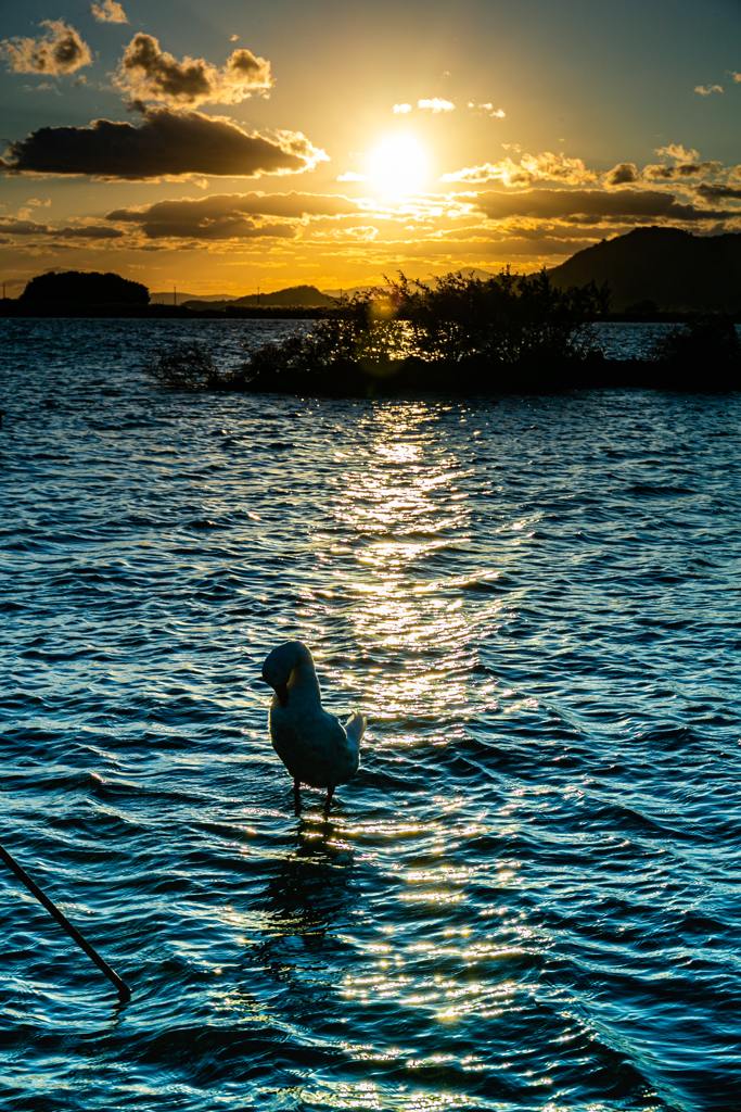 西の湖の夕焼け～其の弐～