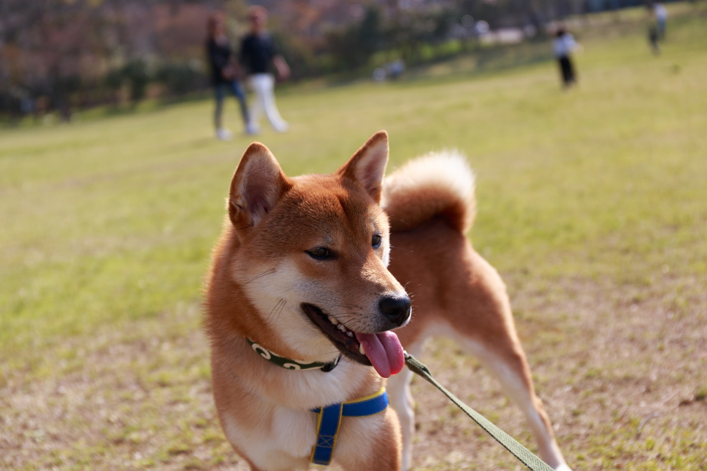 たたかう！？