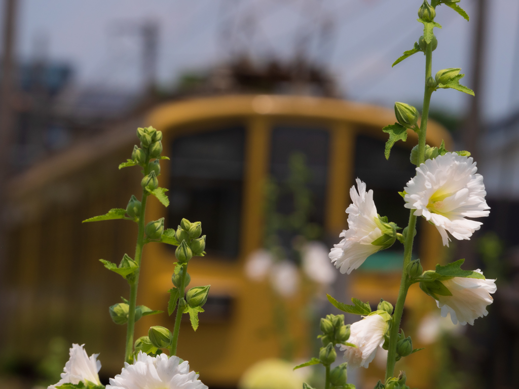 レトロ電車と白い花