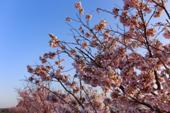 本日の桜～