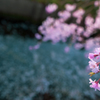 Sakura-Streetの桜