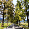 初秋のメタセコイア並木