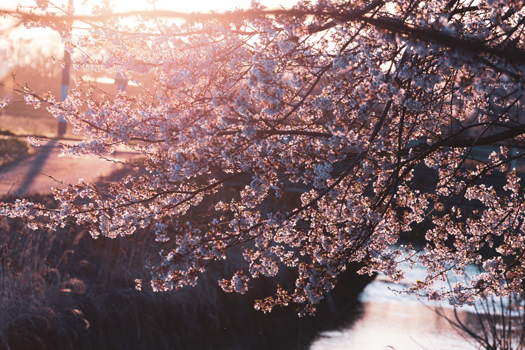 里の桜＜其の弐＞