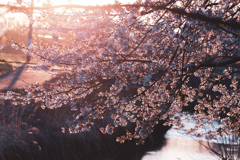 里の桜＜其の弐＞