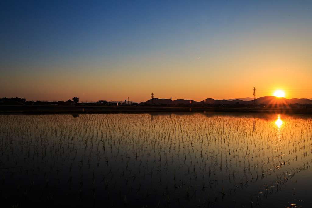 The Sunset of Paddy Field