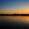 The Sunset of Paddy Field
