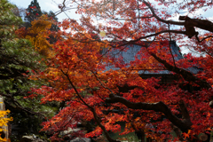 紅・燃ゆる庭園