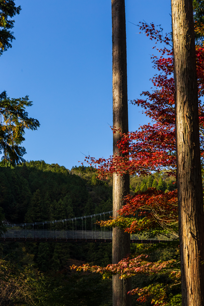 多良峡の紅葉