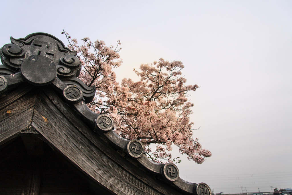 ちょうど一年前の桜はこんなだった