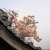 ちょうど一年前の桜はこんなだった
