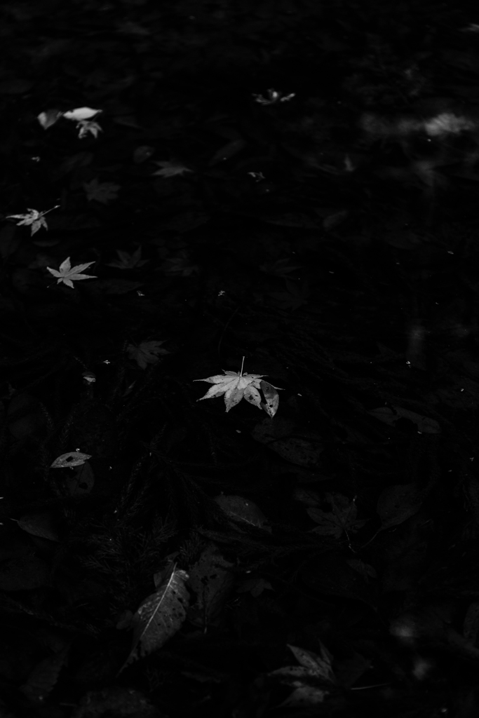 晩秋１