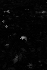 晩秋１