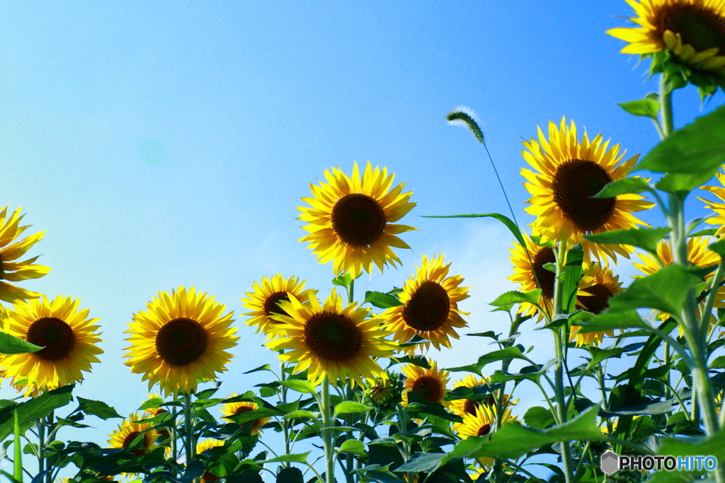 Sunflowers In A Better Day
