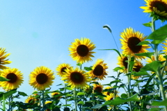 Sunflowers In A Better Day