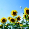 Sunflowers In A Better Day