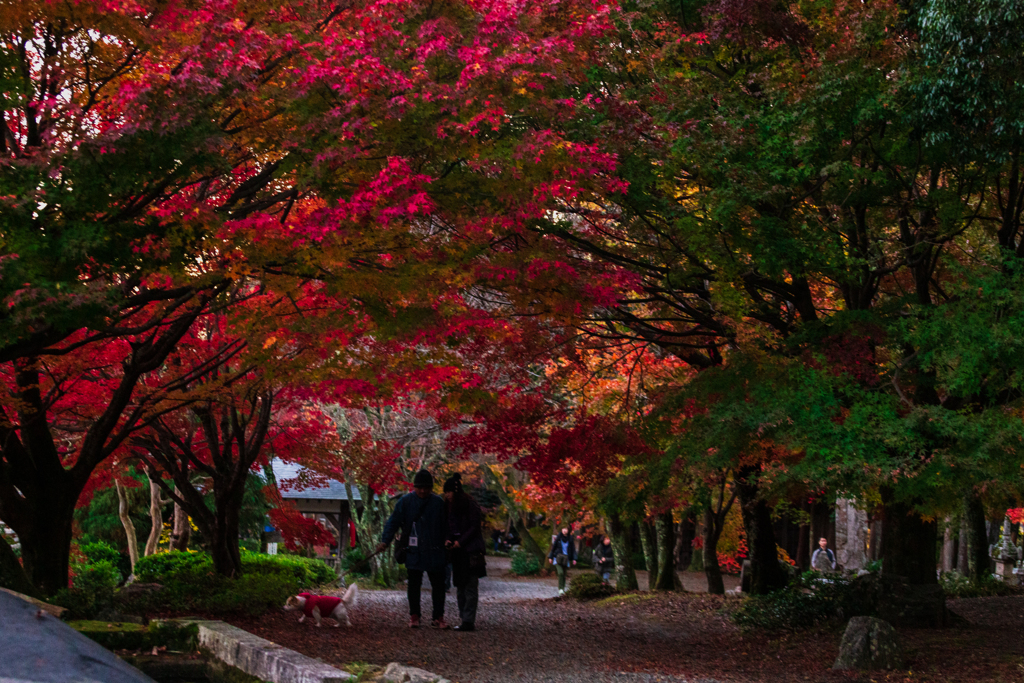 鶏足寺～紅葉のトンネルを往く～