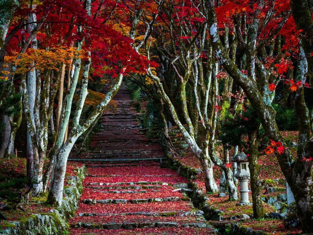 鶏足寺紅参道