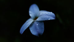 雨に濡れても